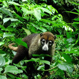 Punta Uva River and Sea Kayaking with Rainforest Hike