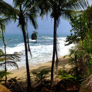 Package, Natural Manzanillo — 3N