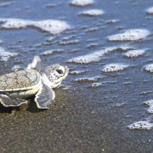 baby-sea-turtle-reaching-the-ocean-2021-08-26-20-15-01-utc_optimized