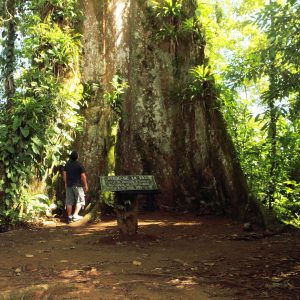 foto-árbol-de-la-paz_optimized