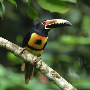 foto-de-ave-tucán-aracari_optimized